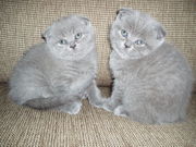 Шотландские плюшевые вислоухие и прямоухие  котята  