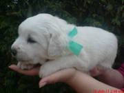 Продаются щенки Словацкого чувача