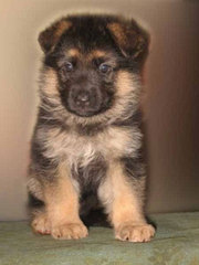 Продам немецкую овчарку