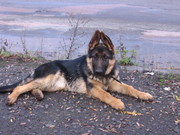 Щенки немецкой овчарки