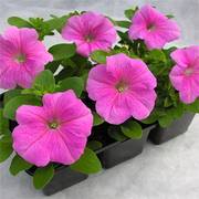 прдам летние цветы петуния пеларгония и др.