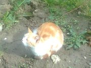 Віддається кішечка Рижка!!