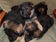 Щенки немецкой овчарки