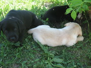 Щенки лабрадора 1, 5 месяца