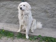 Продам щенков словацкого чувача