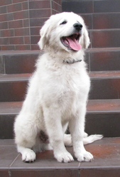 Щенки словацкого чувача