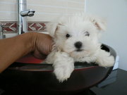 родам щенков мальтийсской болонки