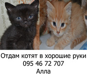 Отдам котят в хорошие руки