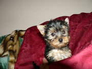 продам щенков йориков