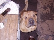 продам щенков шар-пея, возможна доставка по Украине