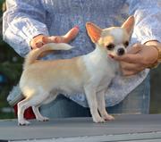 чихуахуа гш