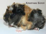 Продам детенышей морских свинок породы розетка-ангора - морские свинки