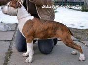 Американский Стаффордширски Терьер годовалая 