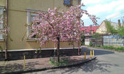 Саженцы сакур