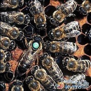 Продам бджолиних маток карпатка