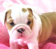 щенки английского бульдога!