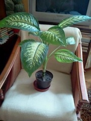 Продам 2 -х летний цветок диффенбахию