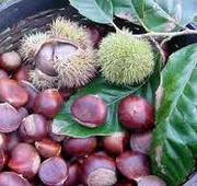 Каштан съедобный (Castonea Sativa Mill.) или Каштан Европейский.