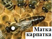 Продам матки карпатки
