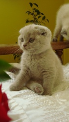 Продам котят