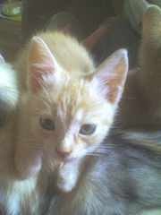 Віддам пушистих котят